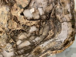Designation: Slab 2B Giant Sequoias Petrified Wood Table. Close-up photo.